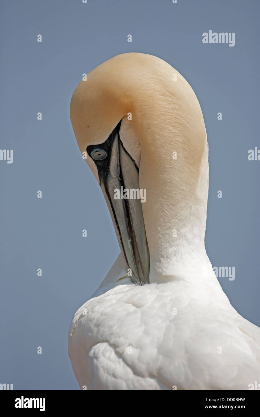 Northern gannet (Sula bassana), Canada Stock Photo