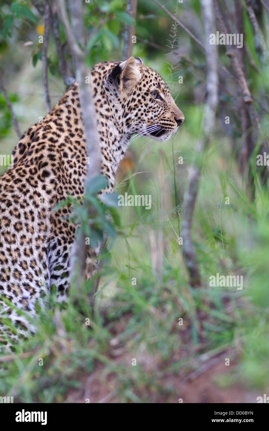 Black Leopard Rear High Resolution Stock Photography and Images - Alamy