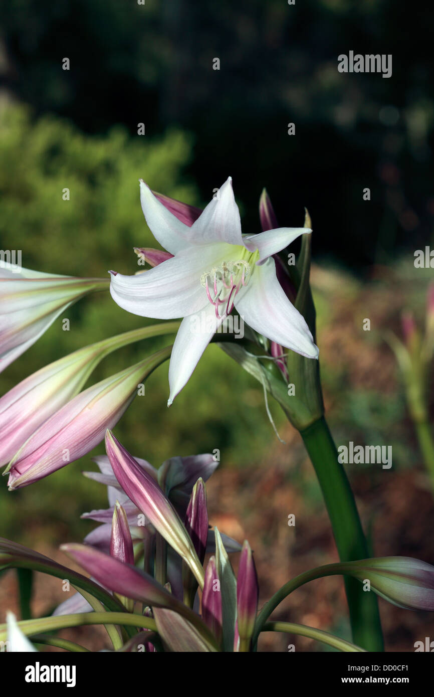 Formosan Lily/St. Joseph's Lily/Trumpet Lily,dwarf variety details of