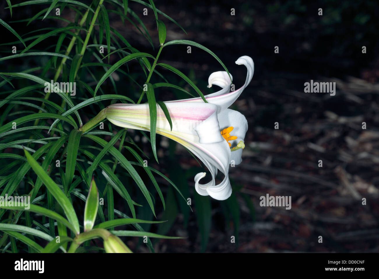 Close-up of Formosan Lily Flower/ St. Joseph's Lily/ Trumpet Lily- Lilium formosanum - Family Liliaceae Stock Photo