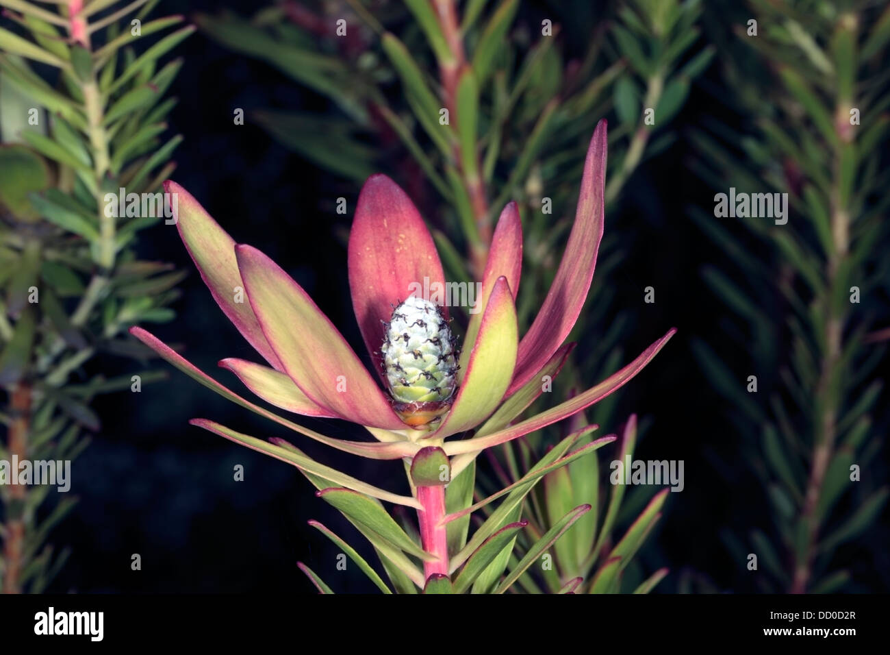 Close-up of Leucadendron/Conebush hybrid 'Safari Sunset' - Family Proteaceae Stock Photo