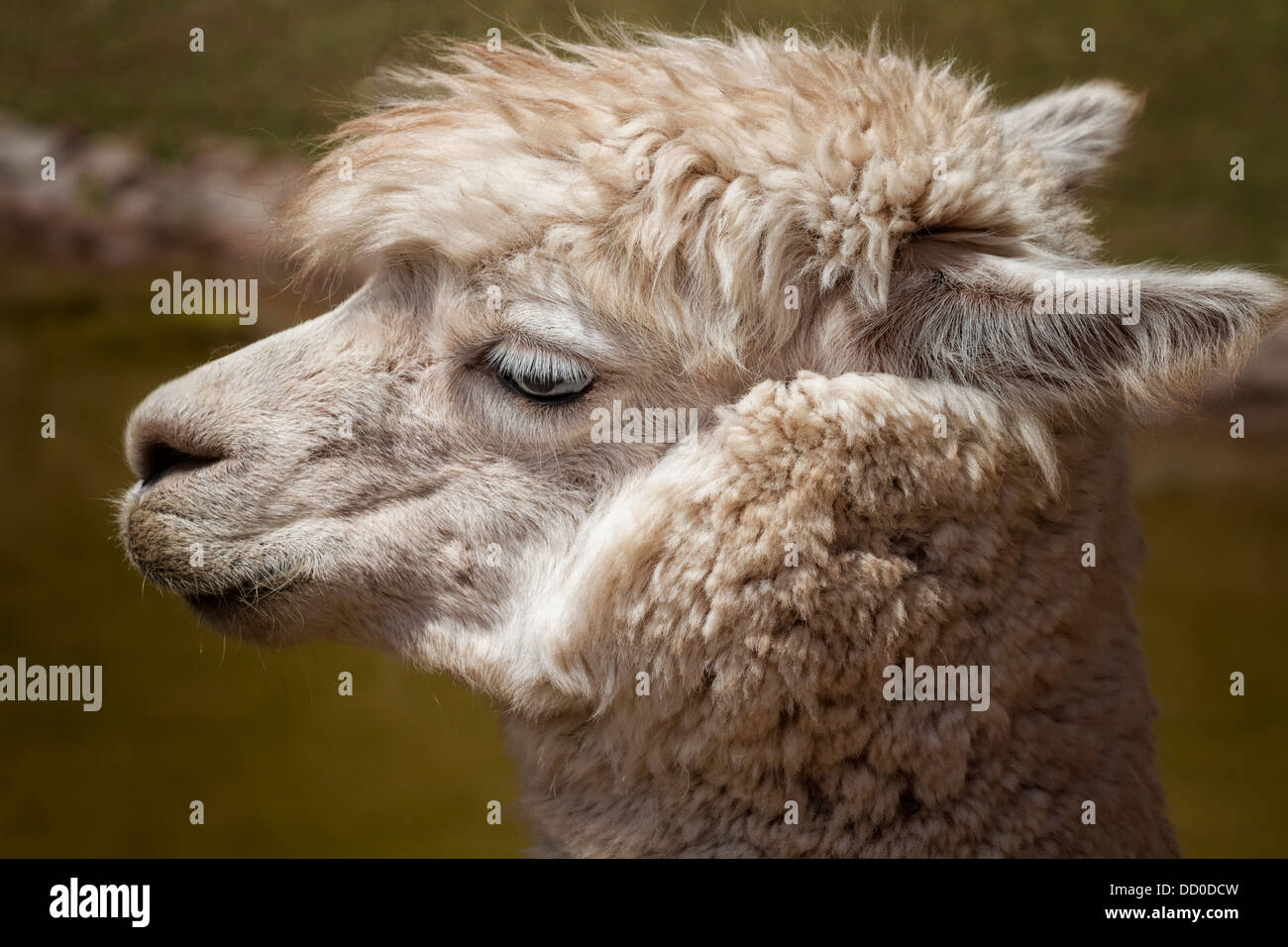 Detail of white alpaca side view, Awanacancha llama farm, Sacred Valley ...