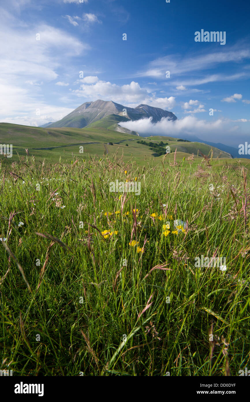 View of wild flowers in Piano Grande meadow, surrounded by mountains, late  afternoon spring sunshine and blue sky, Umbria, Italy Stock Photo - Alamy