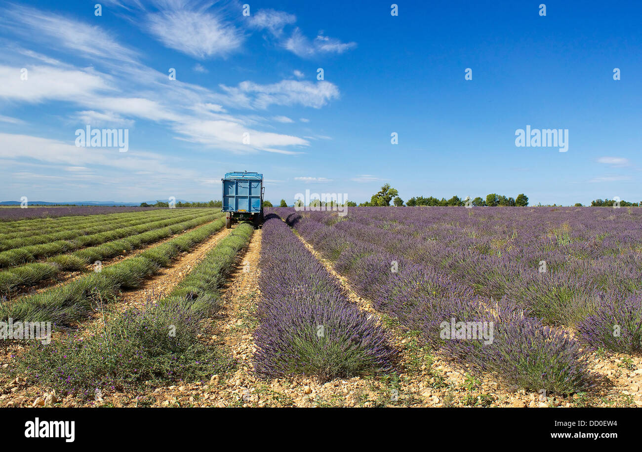 Lavender field in the region of Provence, southern France Stock Photo