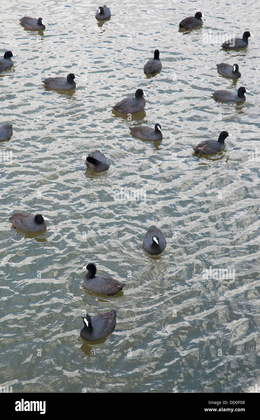 Eurasian coots, Fulica atra, browsing at Karkarook Park, Moorabin, Melbourne Stock Photo