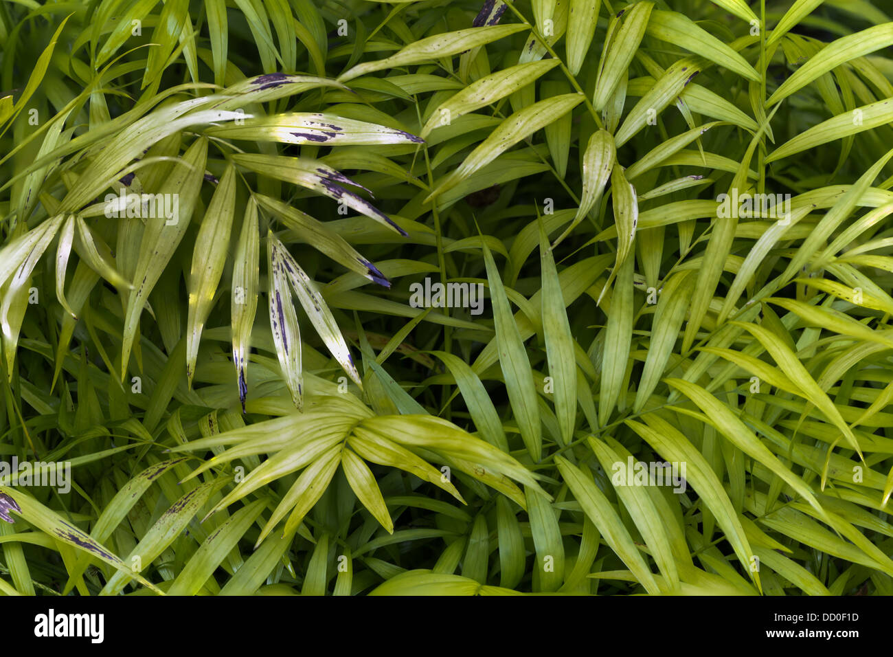 African oil palm Stock Photo