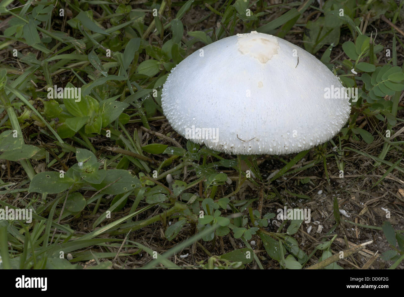 Toadstool Picture Toadstool mushroom hi-res stock photography and images - Alamy