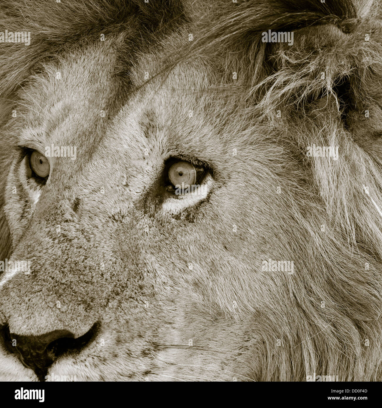 Magnificent adult lion close up front -side monochrome  detail of face, Masai Mara, Kenya, East Africa Stock Photo