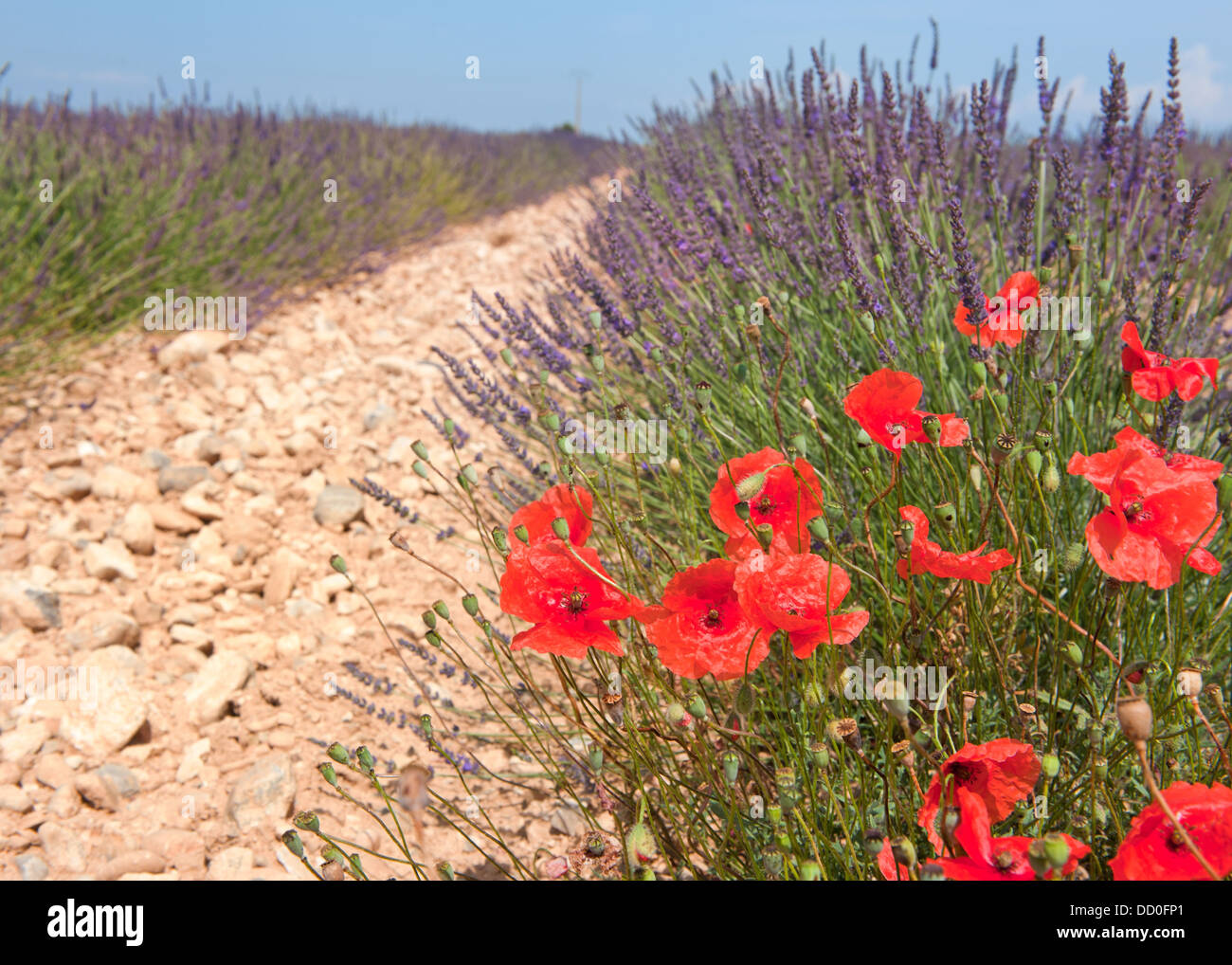 French lavender fields Stock Photo