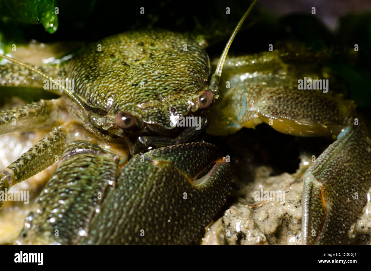 Super close hi-res stock photography and images - Alamy