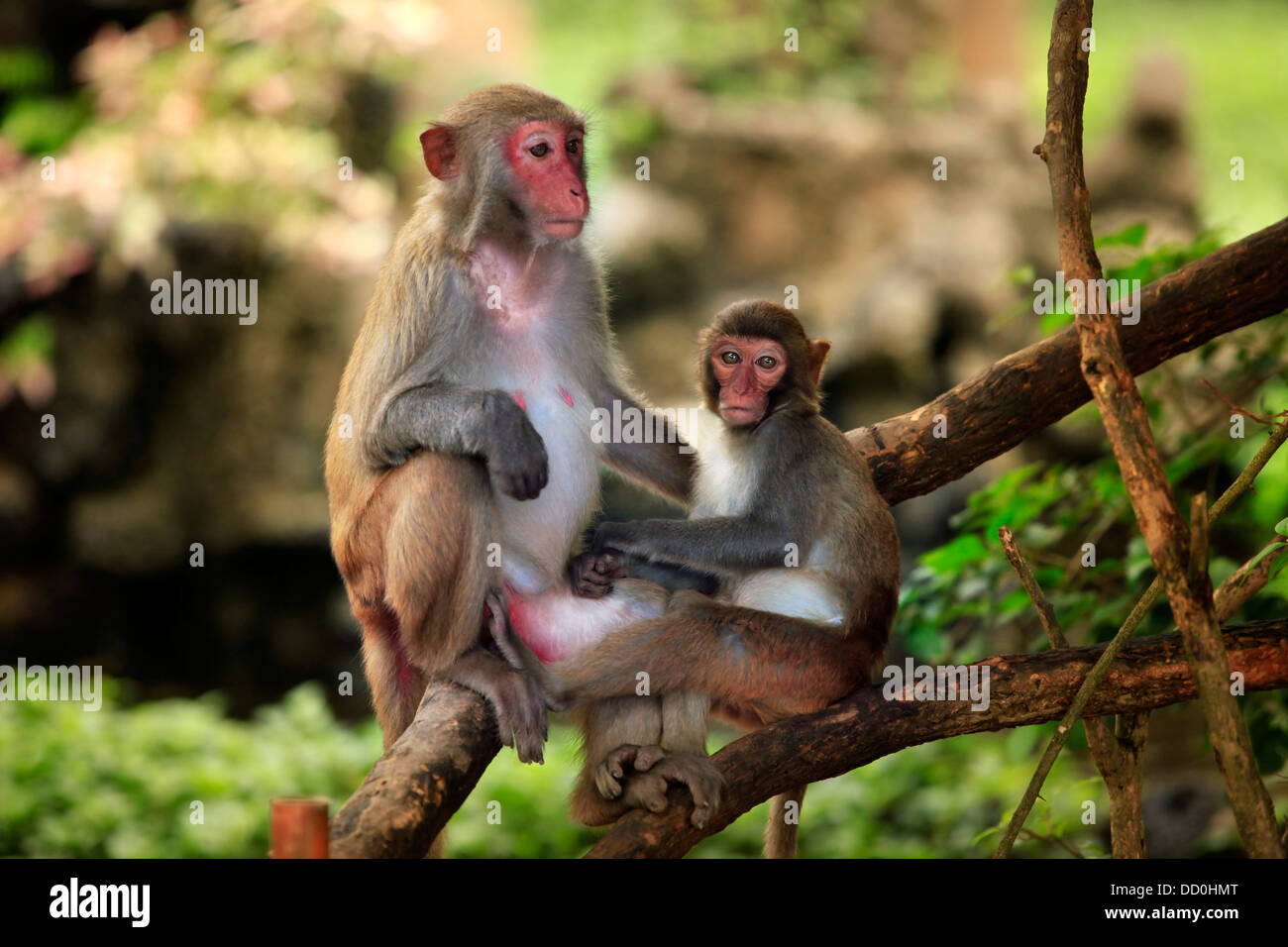 Family of monkeys Stock Photo - Alamy