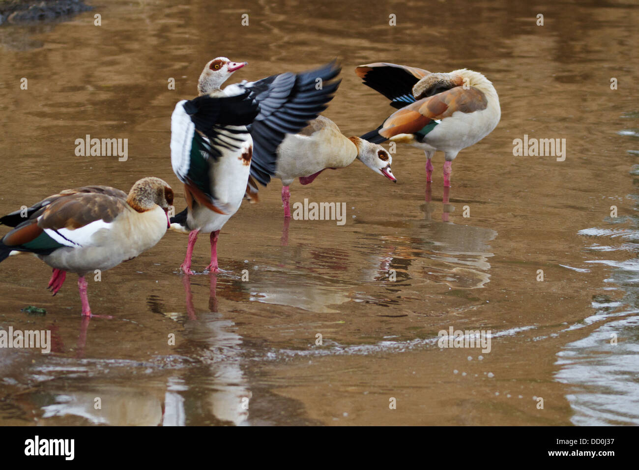 Group of Egyptian geese at river's edge, preening and demonstrating plumage, with reflections, Masai Mara, Kenya, East Africa Stock Photo