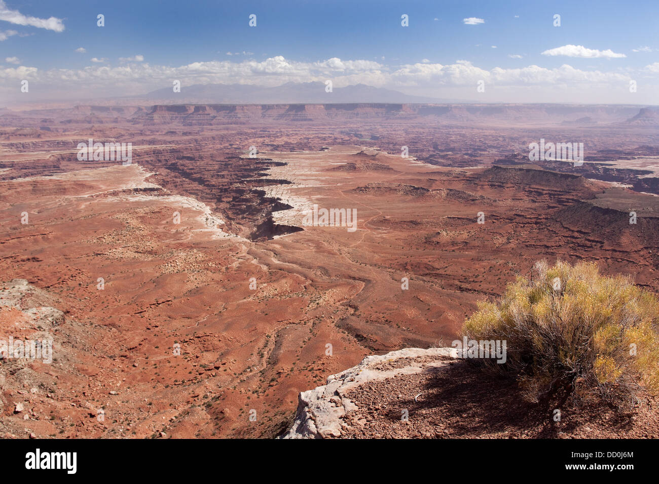 Panorama of immense valley, Buck Canyon Overlook, with foreground bushes, extending miles to deep crevice formation, sunny fall Stock Photo