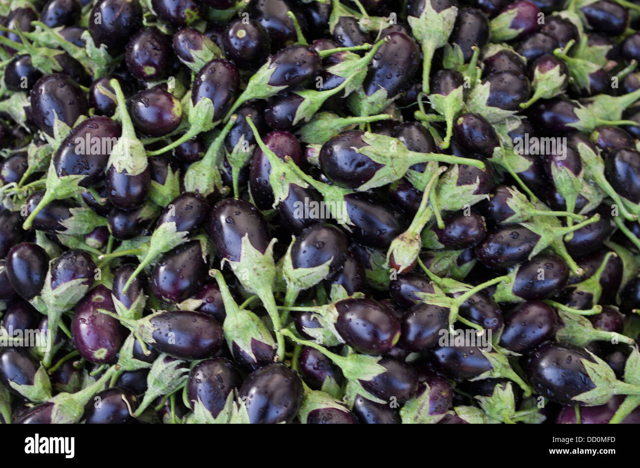 Eggplants / aubergines on sale at Sardar Market - Jodhpur, Rajashtan, India Stock Photo
