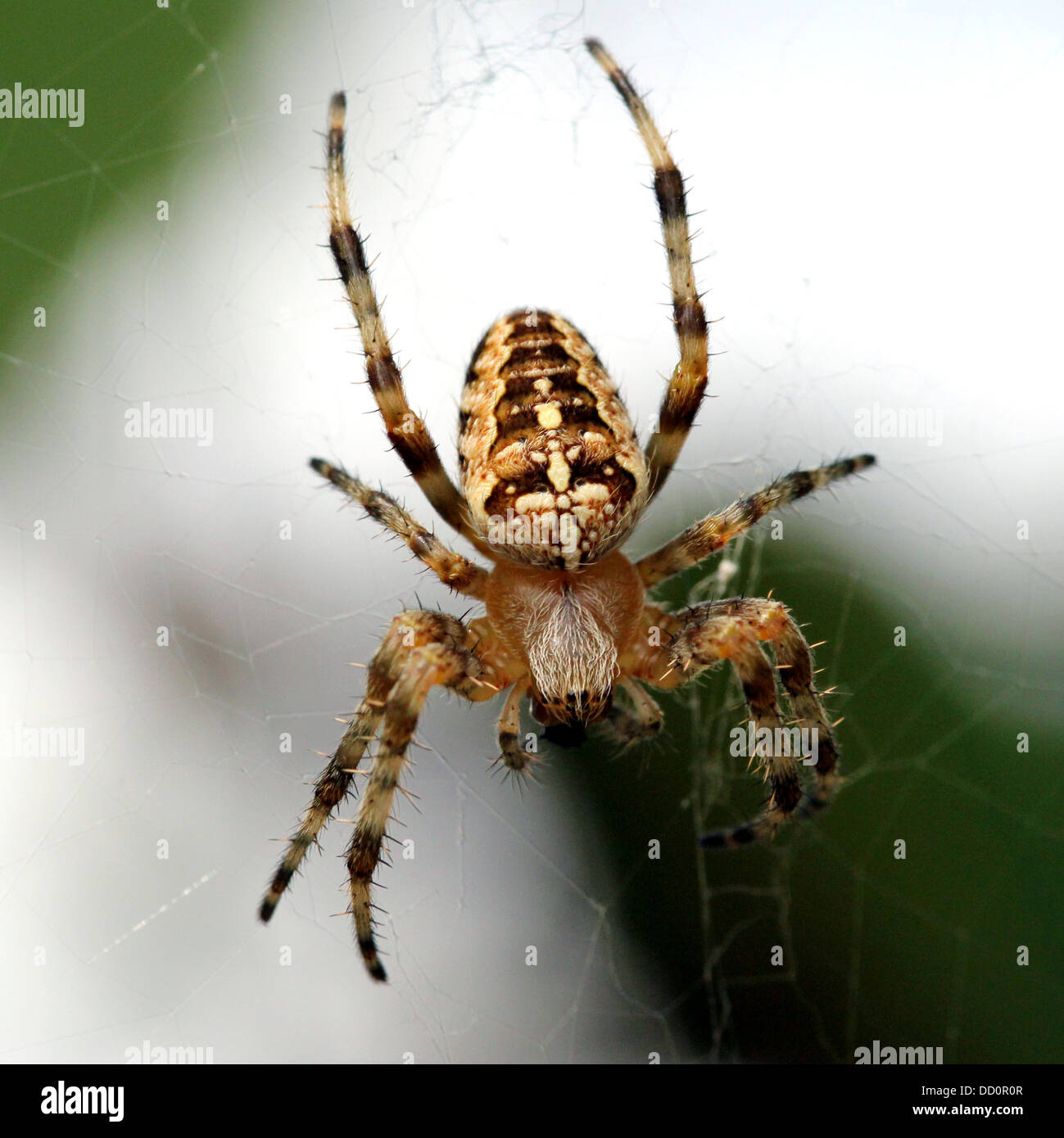 Close-up of a female European garden spider (Araneus diadematus) in her web Stock Photo