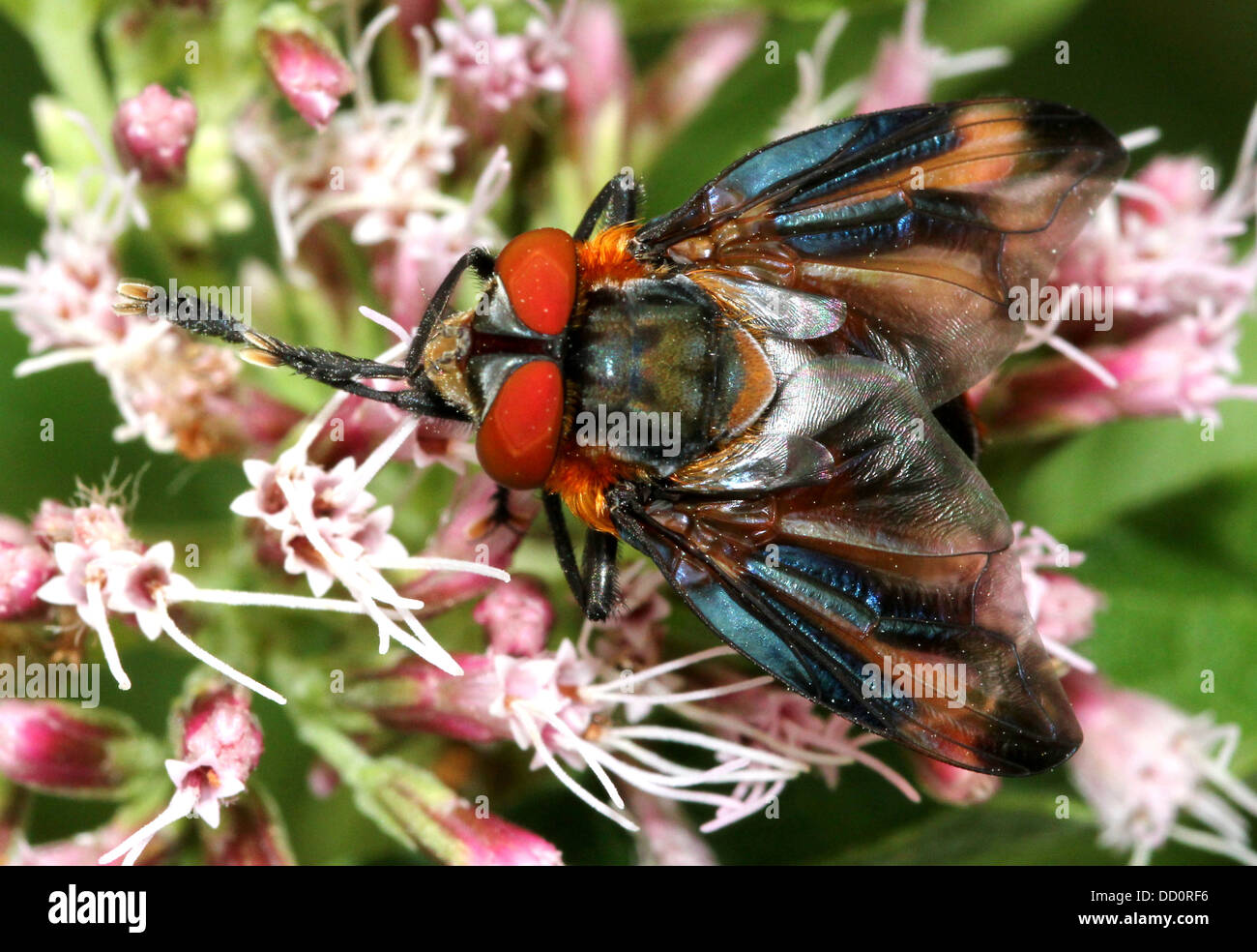 Macro image of a male Phasia hemiptera fly, an insect belonging to the