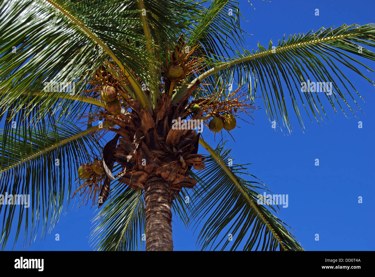 Barbados coconut tree hires stock photography and images Alamy