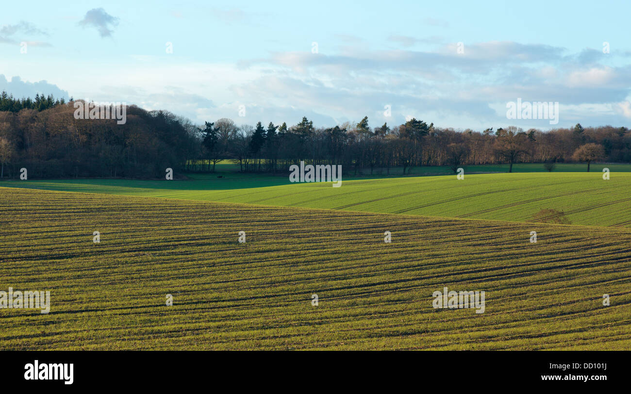 Two tone striped furrowed fields sown with Spring wheat Stock Photo