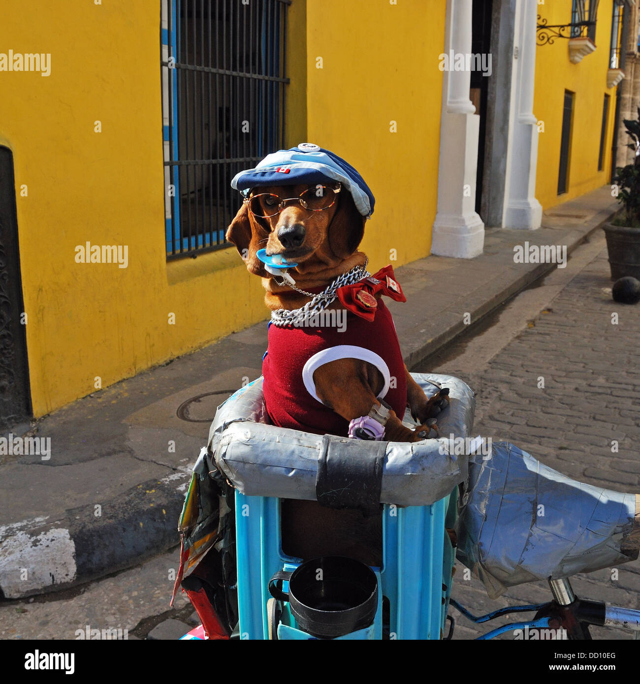 Dachshund busking in the street, Havana (Habana), Cuba, Caribbean. Stock Photo