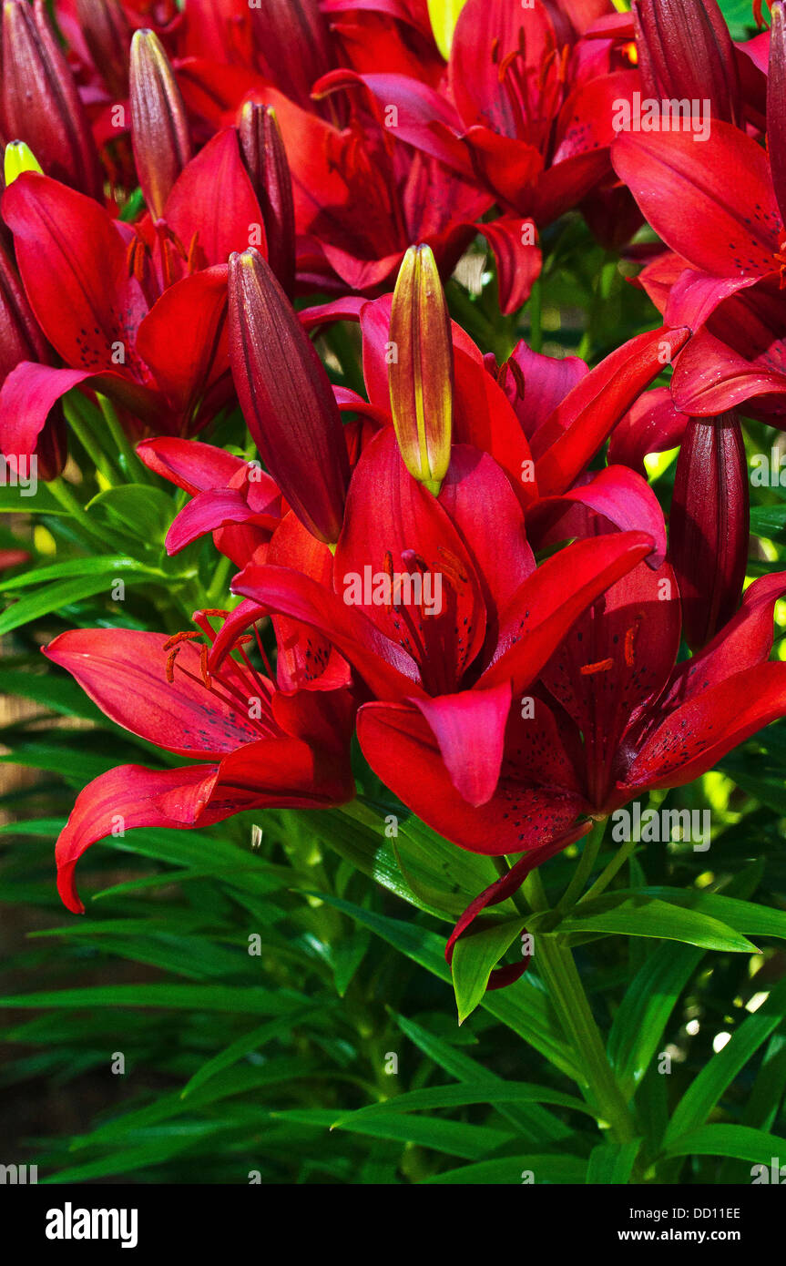 Flowering Lily, Lily flower Stock Photo - Alamy