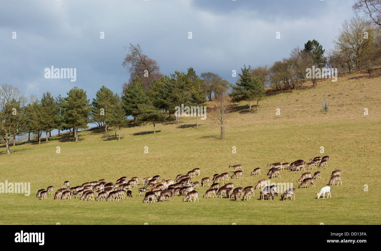 Lone white fallow deer among the herd. Stock Photo