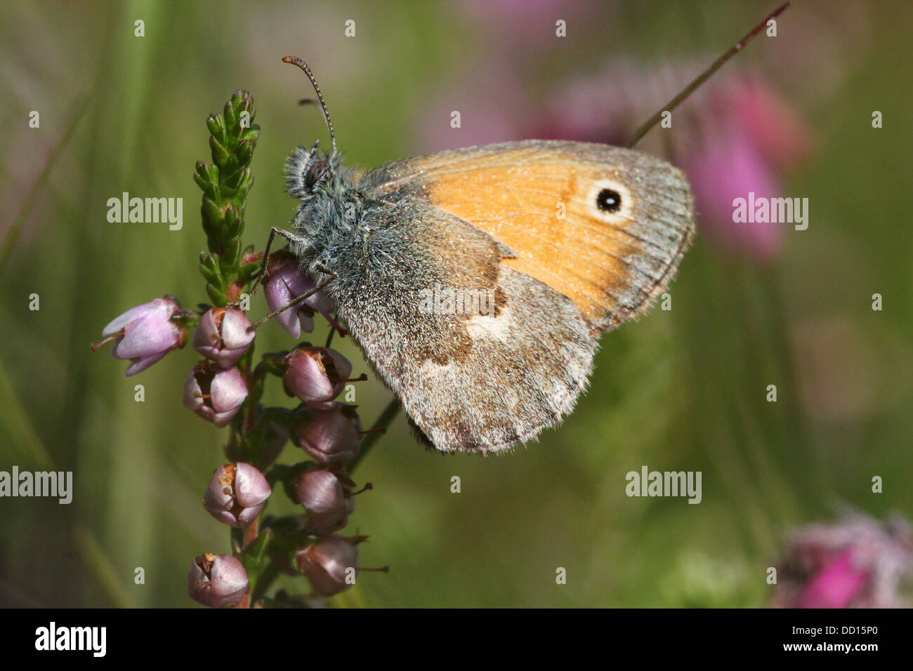 Small heath butterfly (Coenonympha pamphilus) posing on heath flower Stock Photo