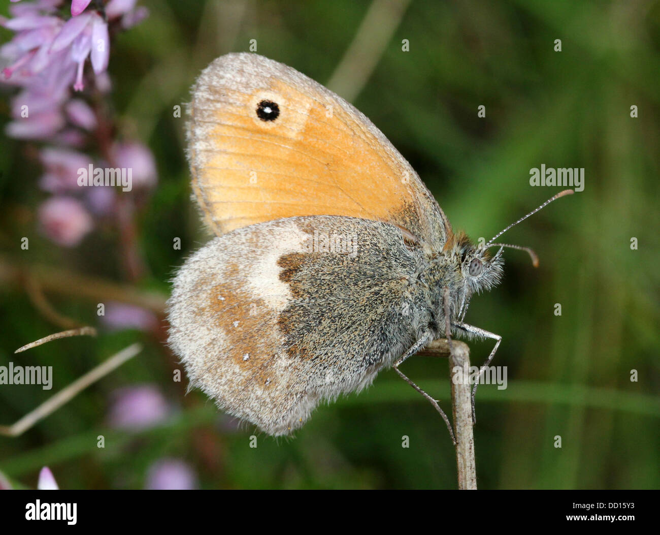 Small heath butterfly (Coenonympha pamphilus) in a summer meadow Stock Photo