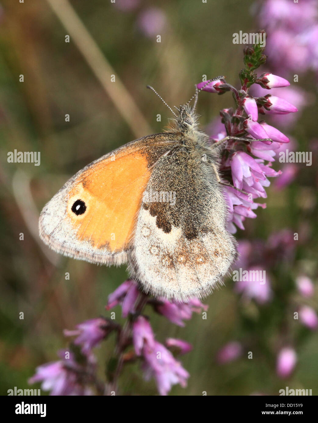 Small heath butterfly (Coenonympha pamphilus) foraging on heath Stock Photo