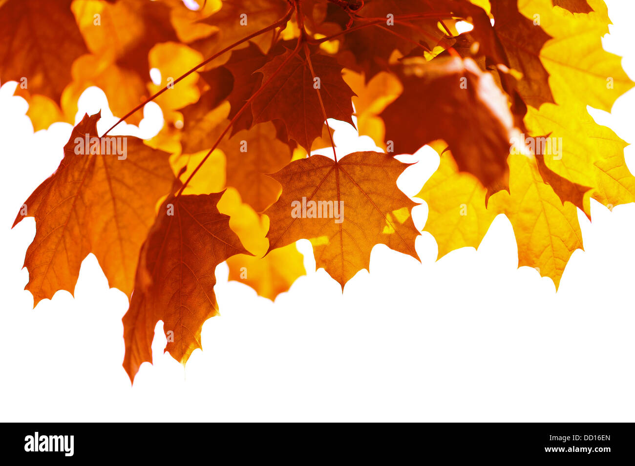 beautiful autumn leaves isolated Stock Photo