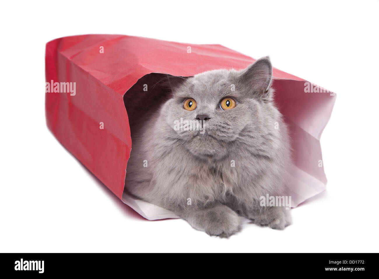 cute British kitten in red bag isolated Stock Photo