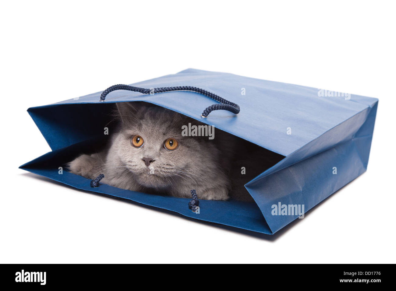 cute British kitten in blue bag isolated Stock Photo