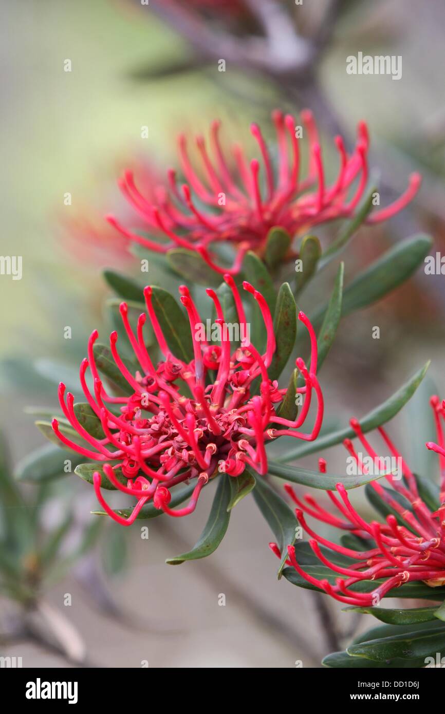 Tasmanian Waratah Telopea truncata, Australia Stock Photo Alamy