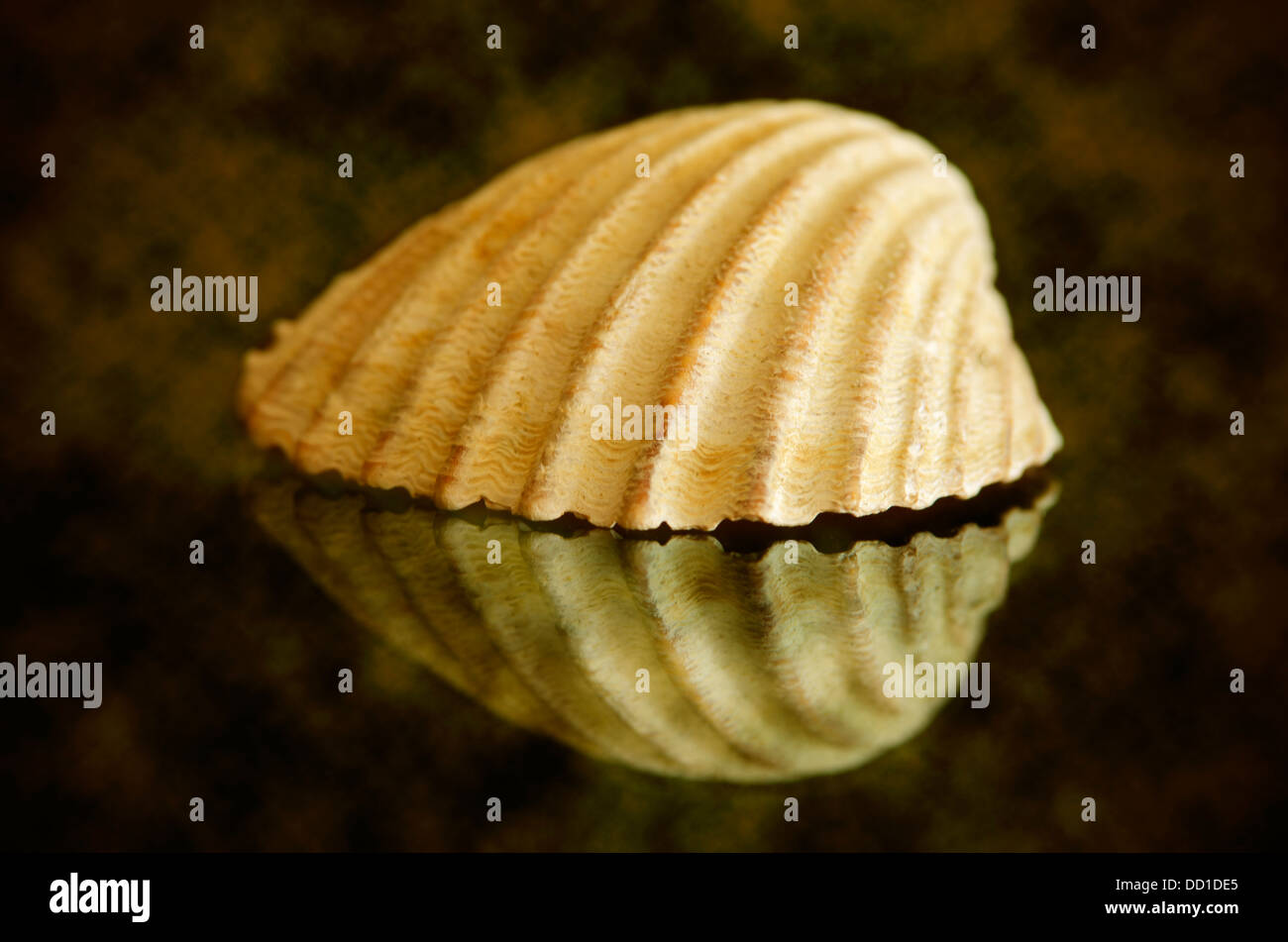shells on black glass in studio photography Stock Photo - Alamy