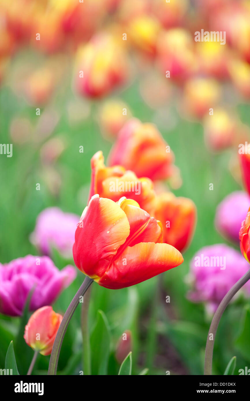 Beautiful field of colorful tulips Stock Photo - Alamy