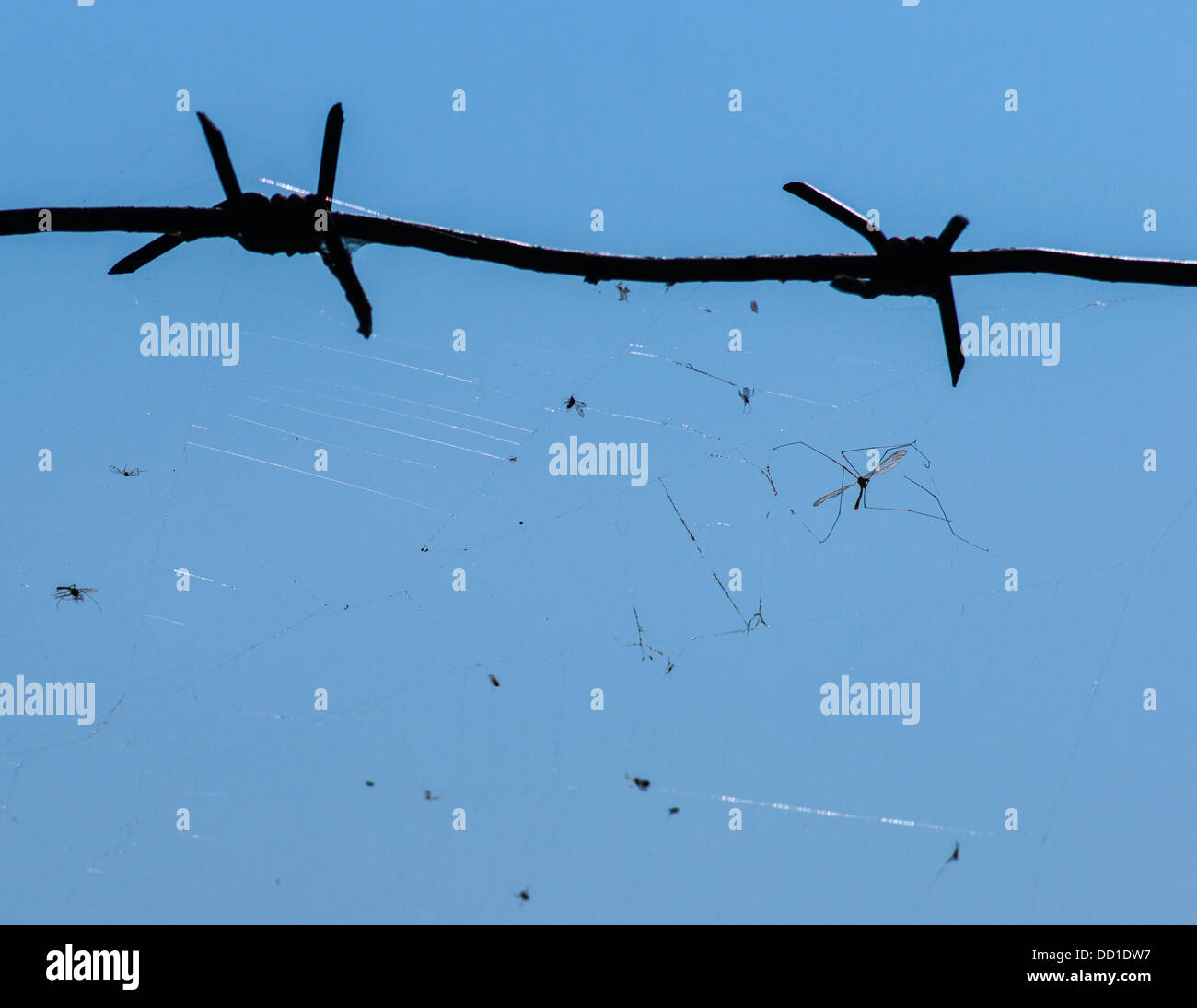 Captivity. Closeup view of a barbed wire and spider web full of ...