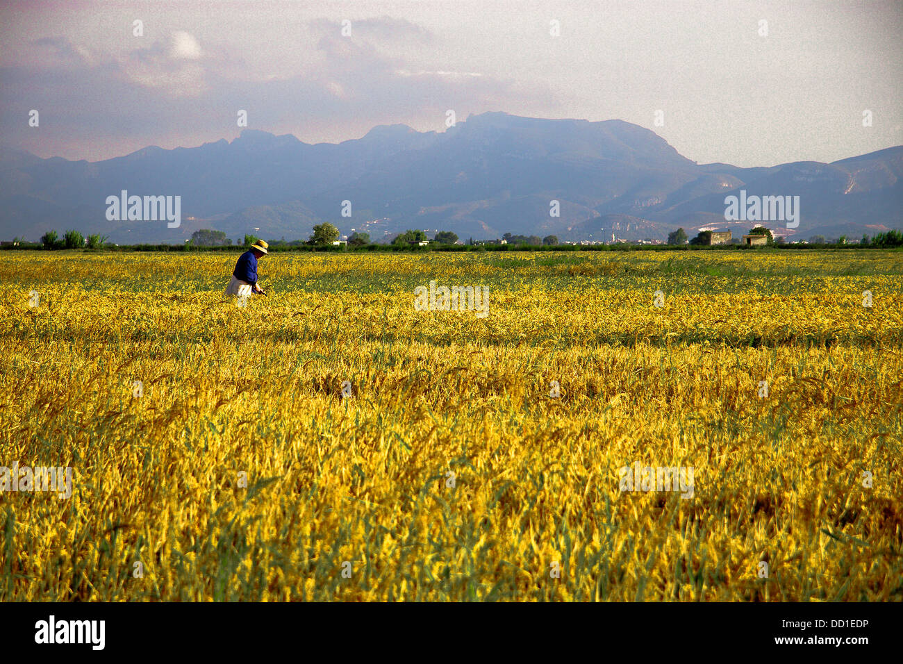 A peasant worker in the rice fields, Cullera. Valencia (Spain). / Peasant watching the process of the rice in spring Stock Photo
