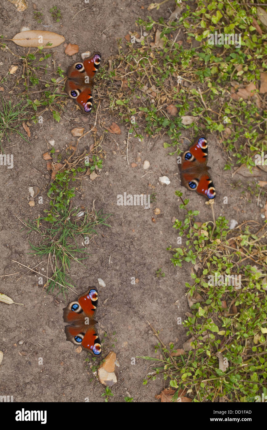Peacock Butterflies (Inachis io). Three recently emerged from pupae stage, resting on ground. August. Norfolk. Stock Photo