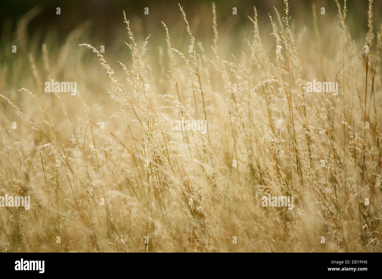 dry grass on a summer rural scene Stock Photo