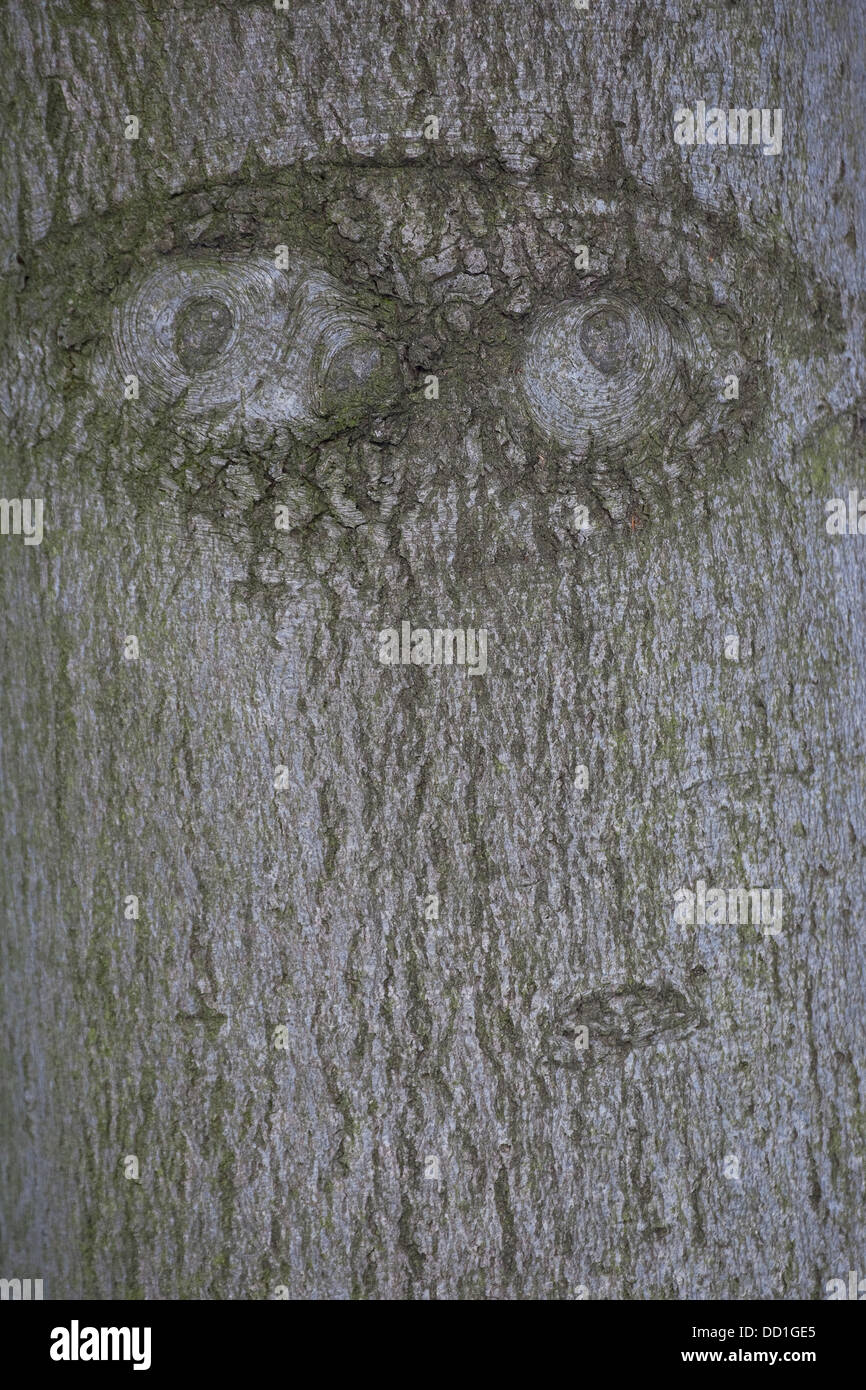Tree face, bark, trunk, eye, eyes, Baumgesicht, Rinde, Stamm, Waldgeist, Auge, Baumgeist, Naturgeist, natural mind, tree minds Stock Photo
