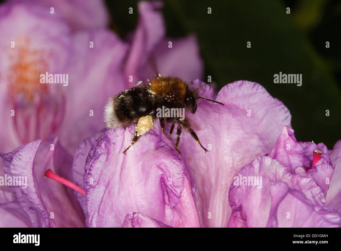 New garden bumblebee, tree bumblebee, bumble-bee, Baumhummel, Bombus hypnorum, Pyrobombus hypnorum , Psithyrus hypnorum Stock Photo