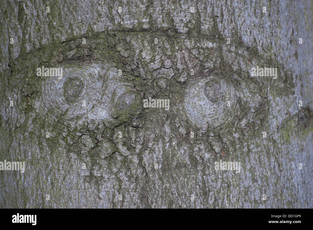 Tree face, bark, trunk, eye, eyes, Baumgesicht, Rinde, Stamm, Waldgeist, Auge, Baumgeist, Naturgeist, natural mind, tree minds Stock Photo