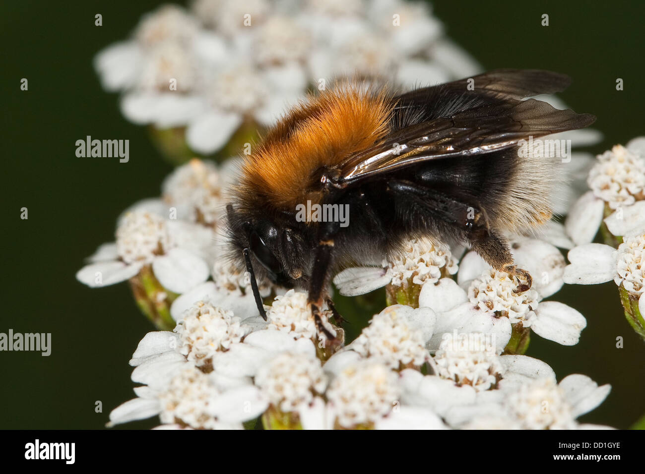 New garden bumblebee, tree bumblebee, bumblebee, Baumhummel, Bombus