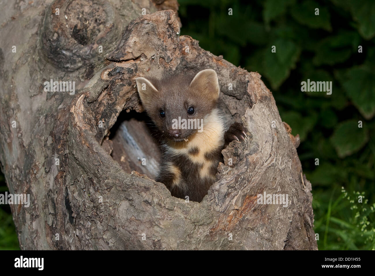 Baum marder hi-res stock photography and images - Page 2 - Alamy