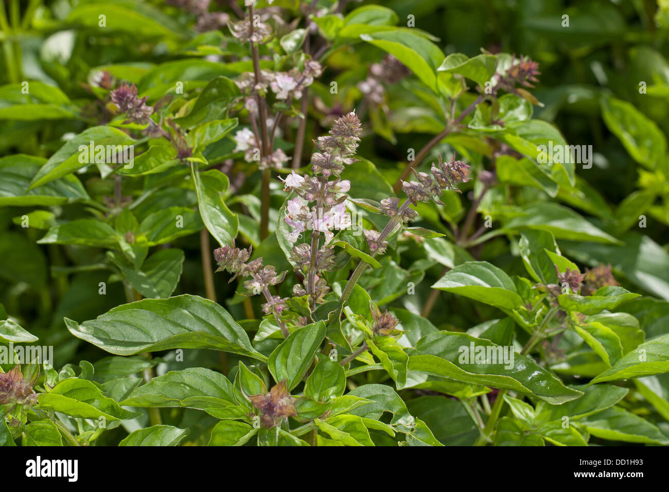 Basil, Thai Basil, Sweet Basil, Basilikum, Basilienkraut, Basilien-Kraut, Ocimum basilicum Stock Photo
