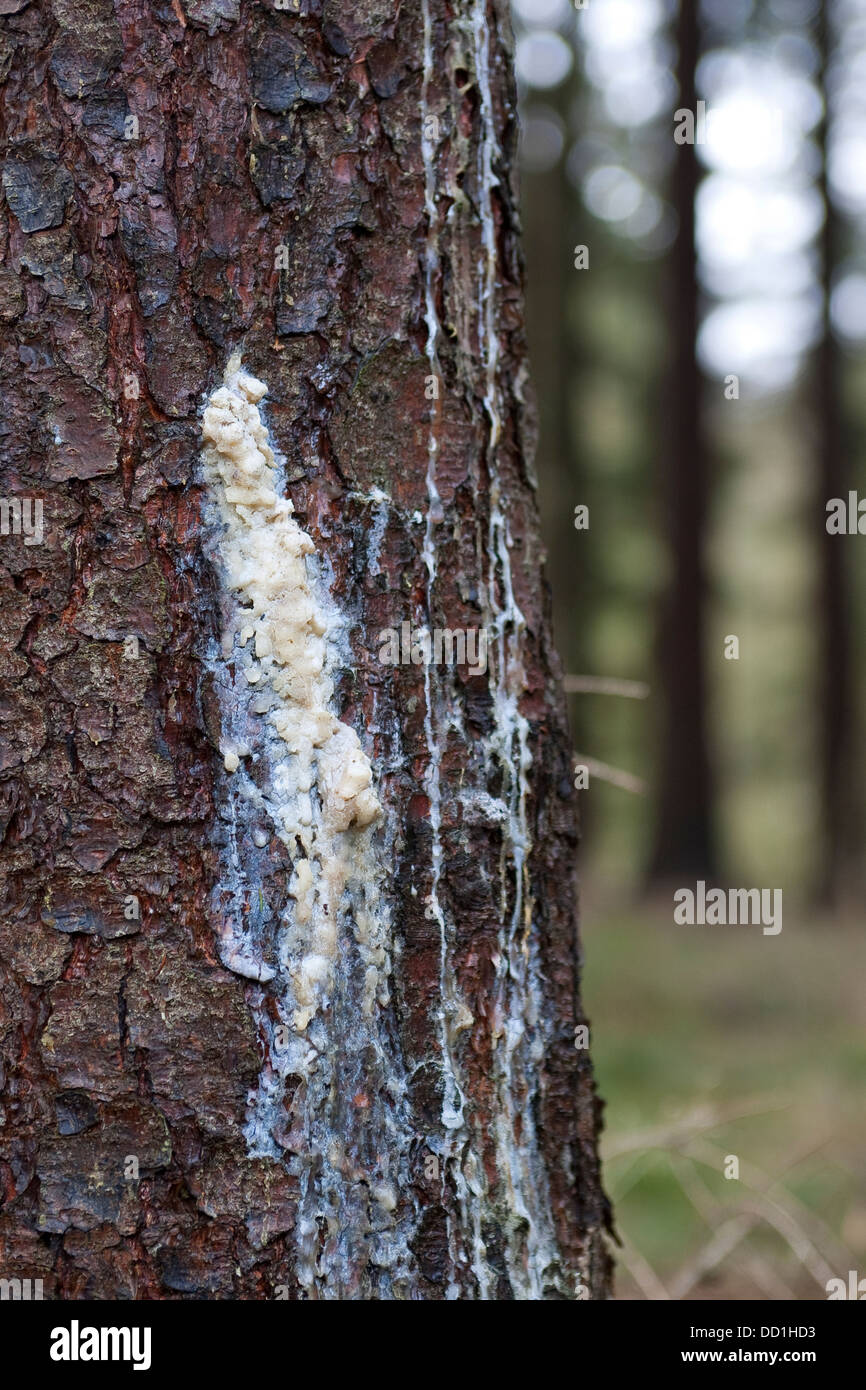 liquid pitch, tree gum, common spruce, Baumharz, Harz, Fichtenharz, Fichte, Rotfichte, Picea abies Stock Photo
