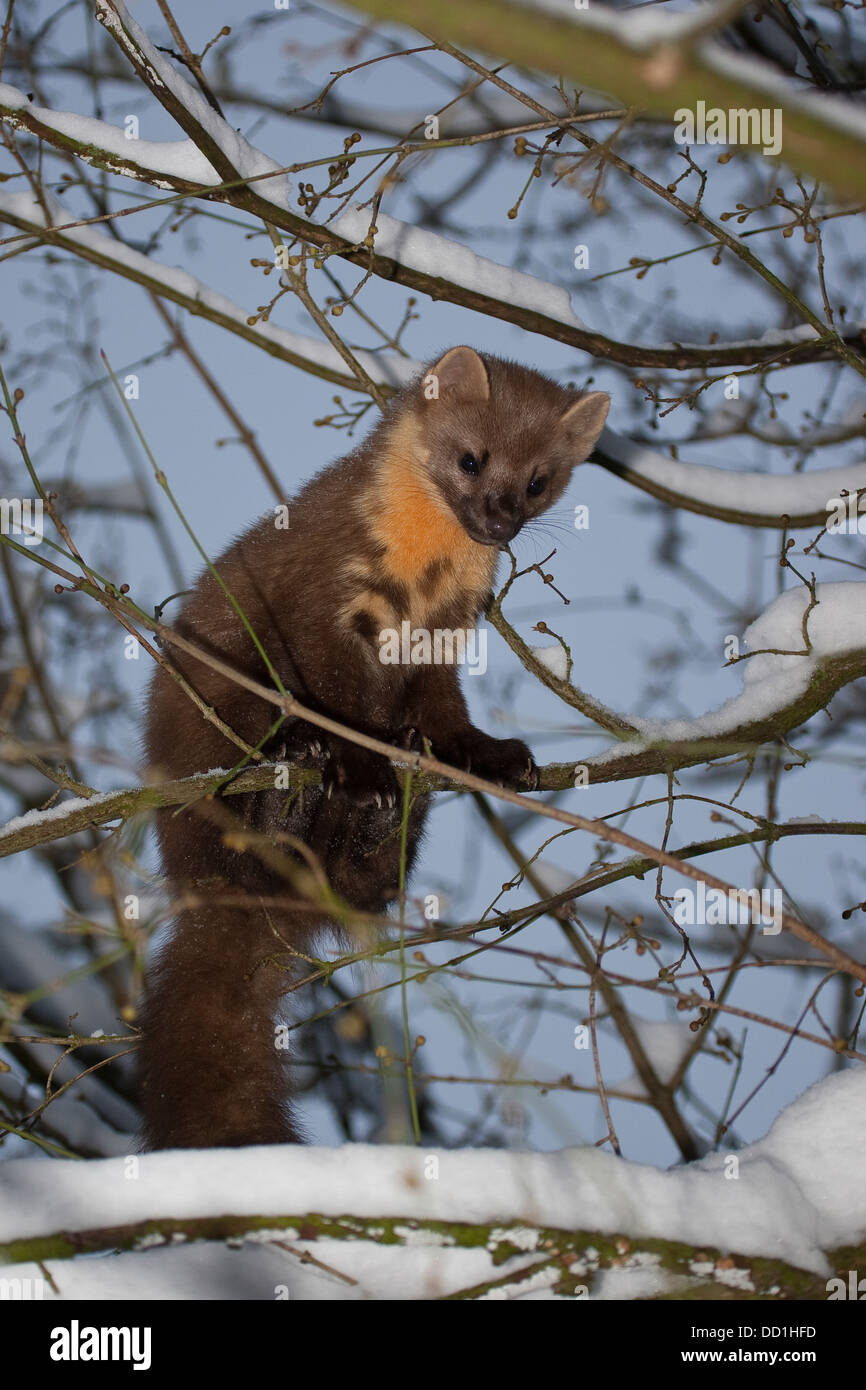 Winter european pine marten hi-res stock photography and images