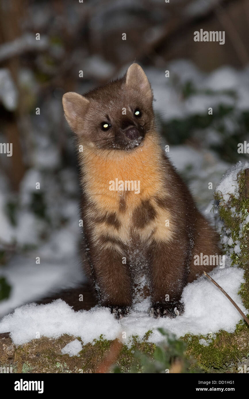 Baum marten hi-res stock photography and images - Page 4 - Alamy