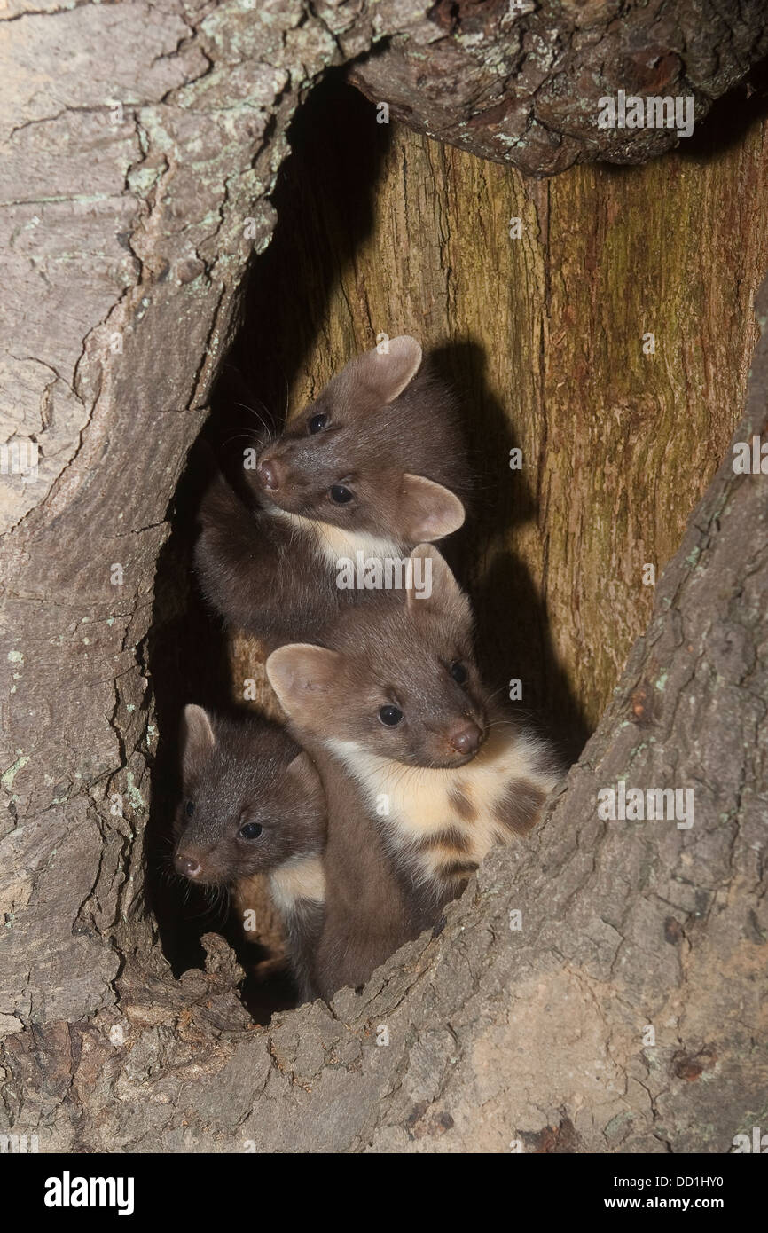 European pine marten, baby, Baummarder, Tierbaby, Baum-Marder, Edelmarder,  Edel-Marder, Marder, Martes martes, Martre des pins Stock Photo - Alamy