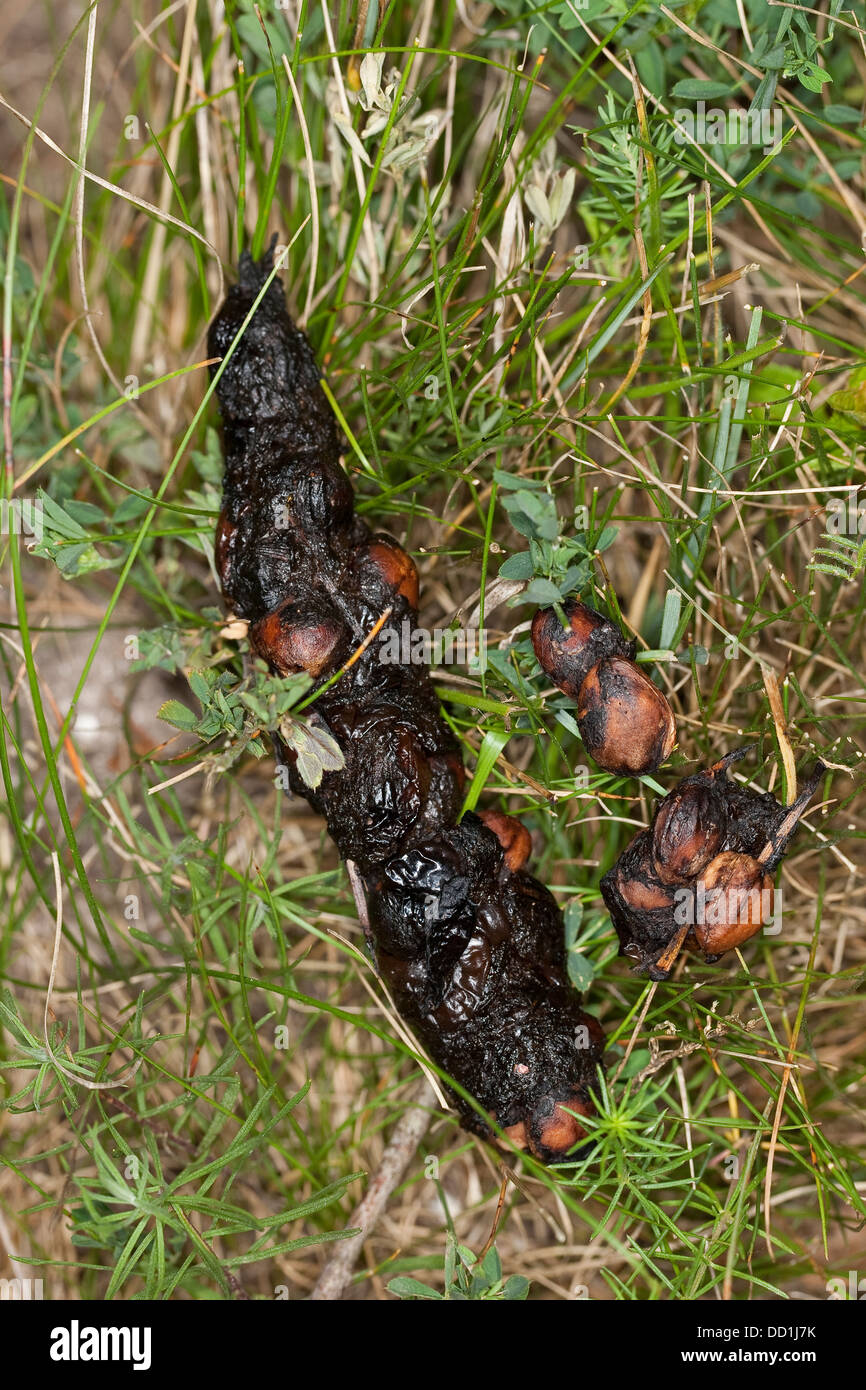 European pine marten, dirt, droppings, excrement, Baummarder, Kot — free download