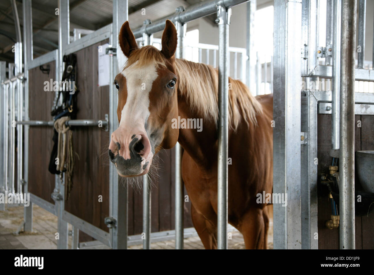 horse in stable Stock Photo